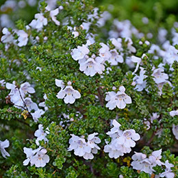 Alpine mint bush